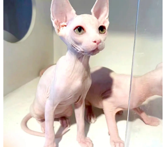 斯芬克斯猫性格特点，真的像传说中那么冷酷吗？
