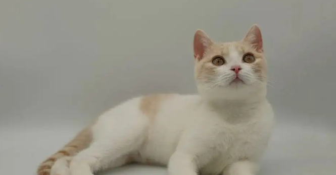为什么土猫是三角脸？答案揭晓