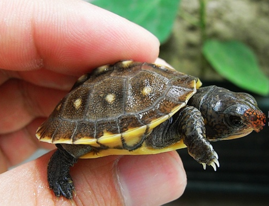 沼泽箱龟幼苗图片
