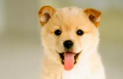 太卷了！宠物界也有容貌焦虑？你想让自家猫狗变美吗？
