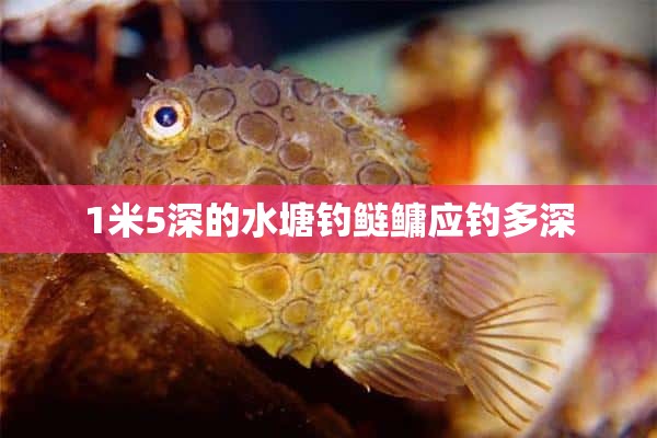 1米5深的水塘钓鲢鳙应钓多深