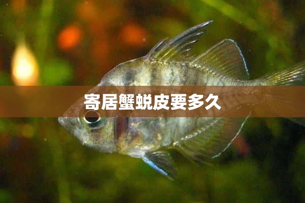 寄居蟹蜕皮要多久