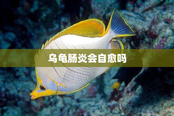 乌龟肠炎会自愈吗