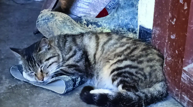 小土猫需要打疫苗吗？想养的宠主可以了解一下！