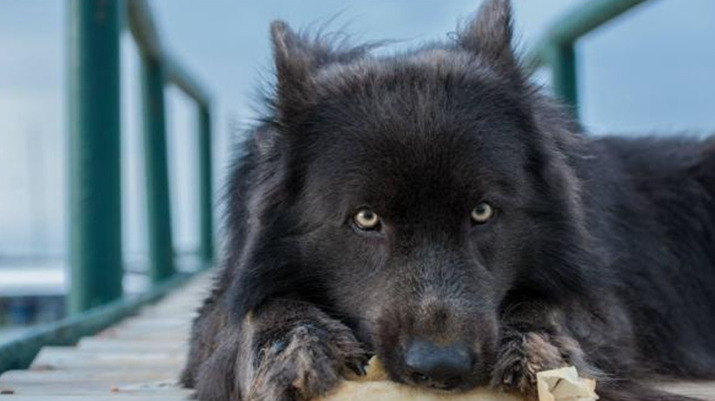 蓝湾牧羊犬中国能养吗？这个很重要哦