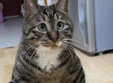 狸花猫几个月开始发腮？发腮的时间是？