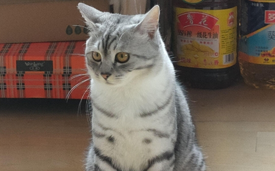 英短和美短串出来的猫