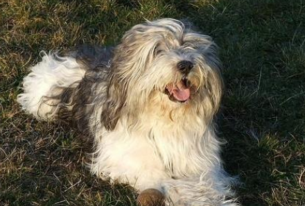 波兰低地牧羊犬怎么训练？训练方法它来咯。