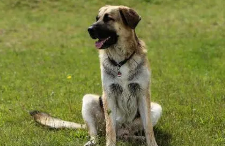 怎么给安纳托利亚牧羊犬剪指甲？剪指甲的方法如下。