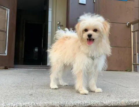 串串狗可以吃米饭吗？原来米饭也好吃！