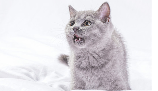 为什么不建议投喂流浪猫？别让爱心变成了负担