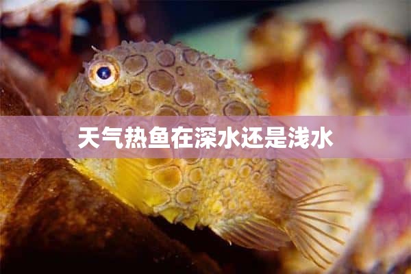 天气热鱼在深水还是浅水