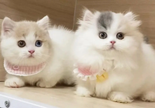 米努特矮脚猫多少钱一只？来这里看看吧