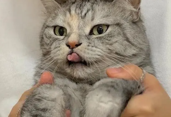 养宠小知识：猫咪肠炎吃庆大霉素吗？