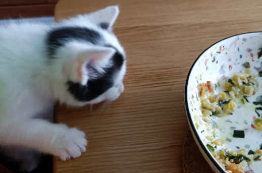 土猫吃剩饭？其实也是不可以的