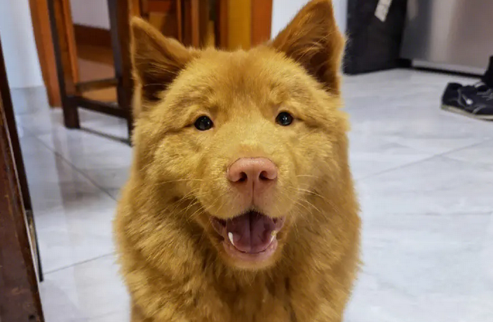 饲养前的小知识，土松犬的特征