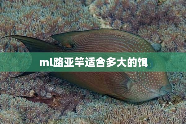 ml路亚竿适合多大的饵