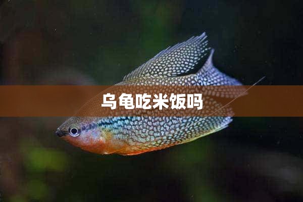 乌龟吃米饭吗