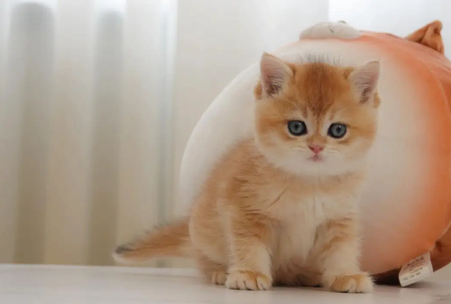 为什么金渐层猫不会叫？是一种怎样的特质？