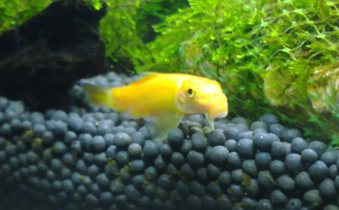 金苔鼠鱼的缺点是什么？如何饲养得好？