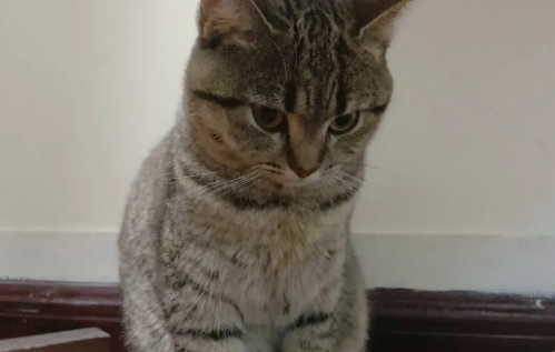 狸花猫怎么养成圆脸？来get一下吧