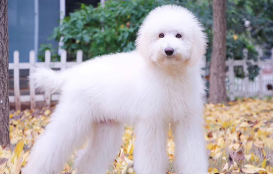 巨贵犬哪个颜色贵？你了解过吗！