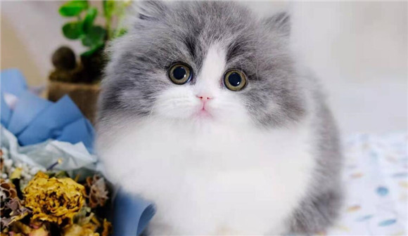 拿破仑猫是什么猫？一文给你介绍