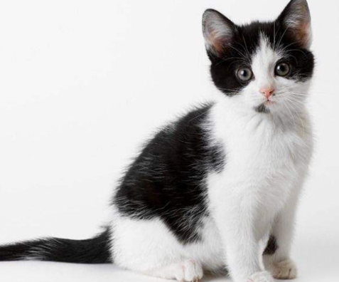 黑白猫是土猫吗？它的来源你知多少？