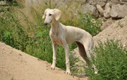 细犬感冒症状有哪些？ 不知道来瞧瞧