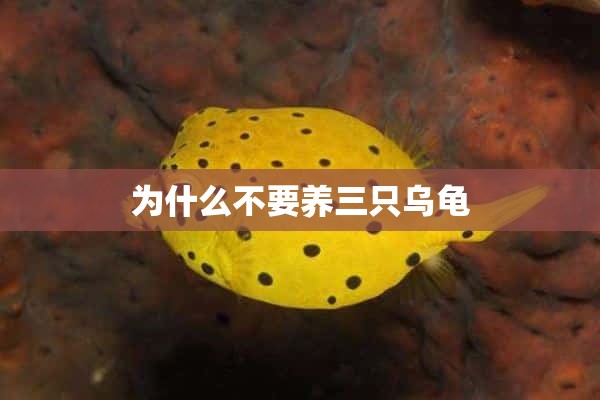 为什么不要养三只乌龟