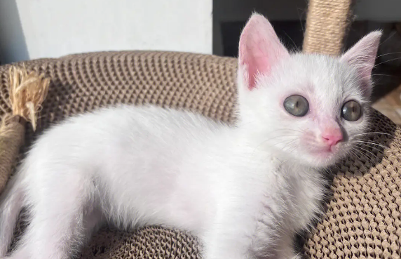 小土猫怎么养听话？来这里了解下吧