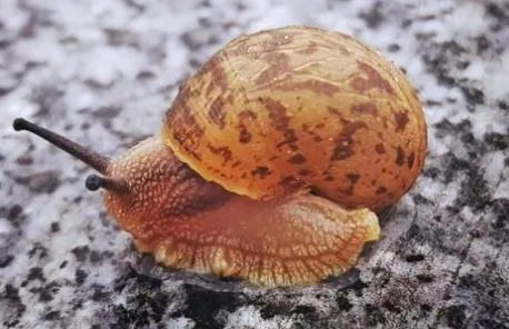 蜗牛可以养吗？怎么养蜗牛？
