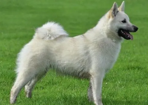 挪威布哈德犬细小病毒有什么症状？怎么治疗？