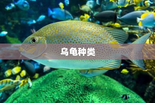 乌龟种类