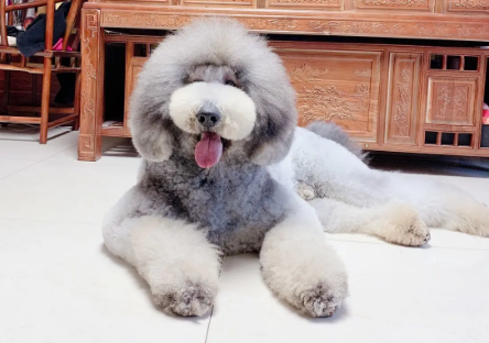 巨贵标准身高体重是多少？来看看吧