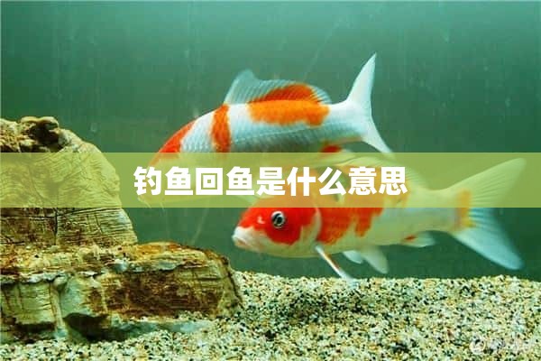 钓鱼回鱼是什么意思