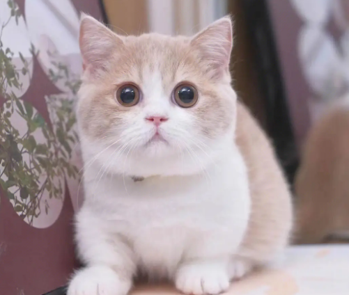 曼基康猫会跳环吗？跳跃技巧大揭秘！