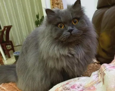 英短返祖猫价值，可以了解一下