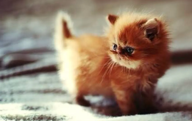 宠物小知识科普：小奶猫拉肚子吃什么药呢？