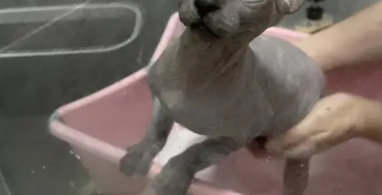 斯芬克斯猫洗完澡死了怎么回事？