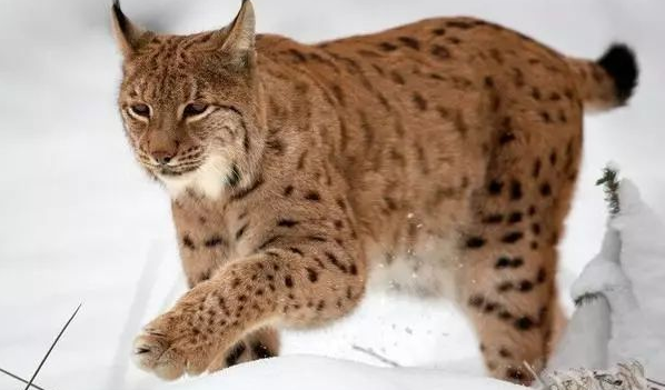 薮猫和猞猁，同样是猫科们猛兽有什么差别？
