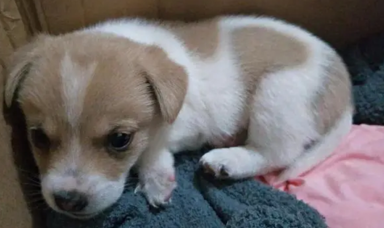 串串狗能训练听话吗？怎么让它听话呢？