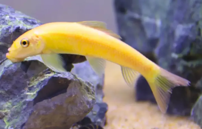金苔鼠鱼的缺点是什么？如何饲养得好？
