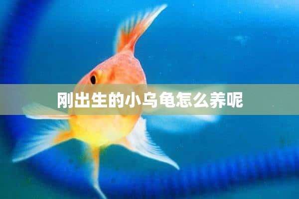 刚出生的小乌龟怎么养呢