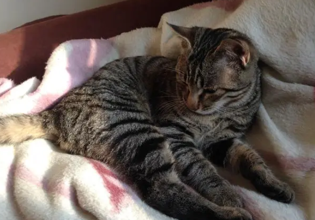 土猫绝育之前必须打疫苗么？速来了解一波