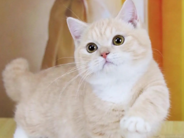一文详解：曼基康猫绝育要注意什么