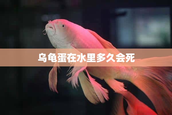 乌龟蛋在水里多久会死