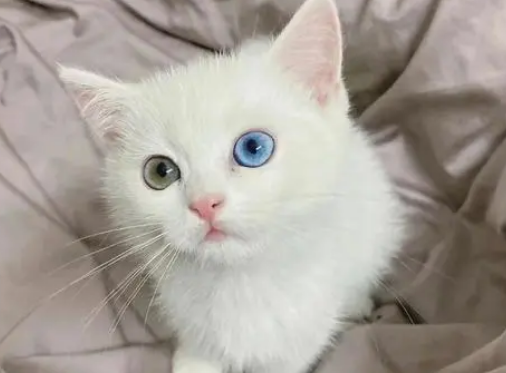 白色异瞳猫是土猫吗？为什么？