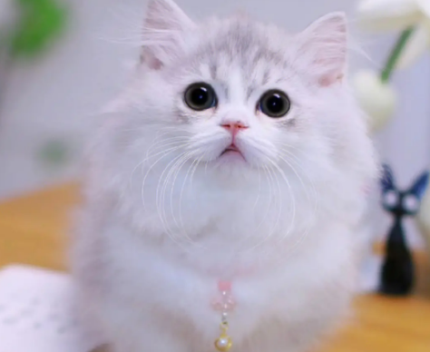 米努特猫是什么猫和什么猫配的？它是什么品种？