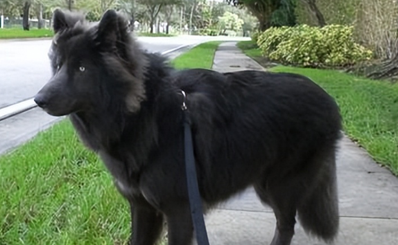 蓝湾牧羊犬怎么养？正确的饲养技巧在这里